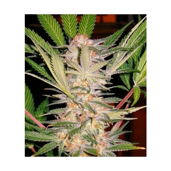 S.A.D. S1 (Sweet Seeds) Feminiserede