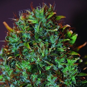 Expert Haze (Expert Seeds) Feminiserede