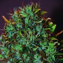 Expert Haze (Expert Seeds) Feminiserede