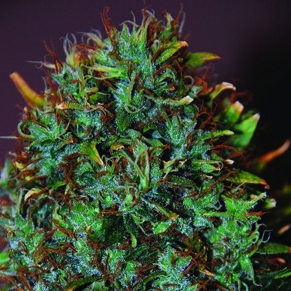 Expert Haze (Expert Seeds) Feminiserede