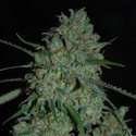 Afghan Skunk (Expert Seeds) Feminiserede