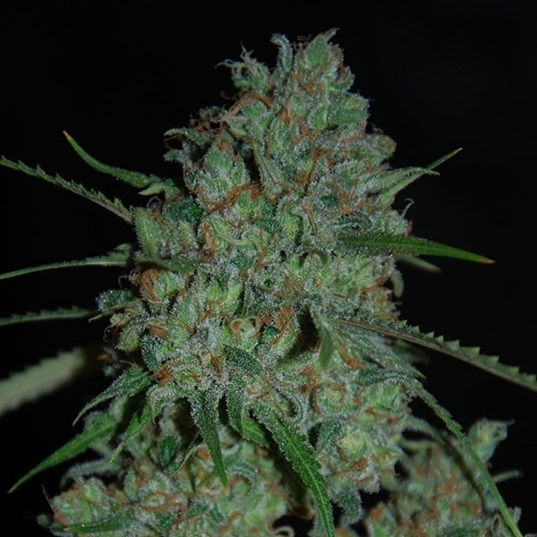 Afghan Skunk (Expert Seeds) Feminiserede