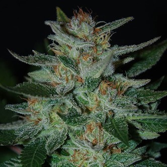 Blue Cheese (Expert Seeds) feminiserede cannabisfr&oslash;
