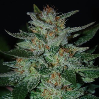 Blue Cheese (Expert Seeds) Feminiserede
