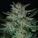 Blue Cheese (Expert Seeds) Feminiserede