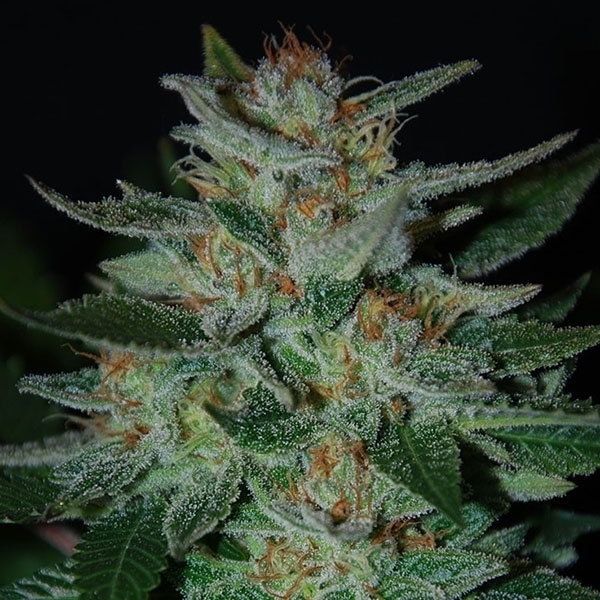 Blue Cheese (Expert Seeds) Feminiserede