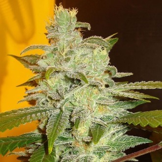 Northern Lights (Expert Seeds) Feminiserede