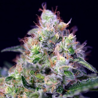Cream Caramel (Sweet Seeds) Feminiserede