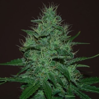 Amnesia Haze Auto (Expert Seeds) Feminiserede