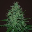 Amnesia Haze Auto (Expert Seeds) Feminiserede