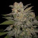 Northern Lights Auto (Expert Seeds) Feminiserede