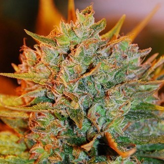 Northern Light x Big Bud Auto (Expert Seeds) feminiserede