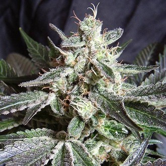 Black Jack (Sweet Seeds) Feminiserede