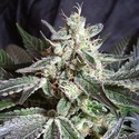 Black Jack (Sweet Seeds) Feminiserede