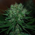 Blue Cheese Auto (Expert Seeds) Feminiserede