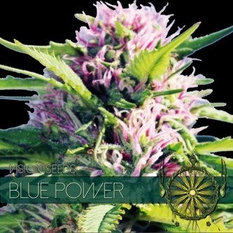 Blue Power (Vision Seeds) feminiserede cannabisfr&oslash;