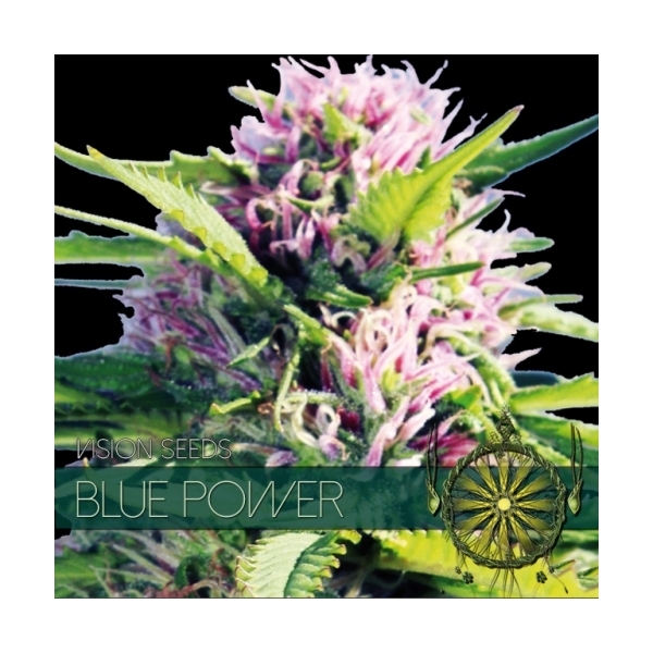 Blue Power (Vision Seeds) Feminiserede