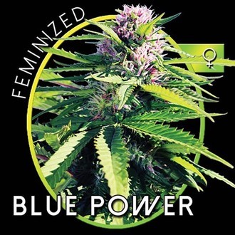 Blue Power (Vision Seeds) Feminiserede