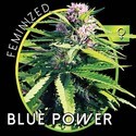 Blue Power (Vision Seeds) Feminiserede