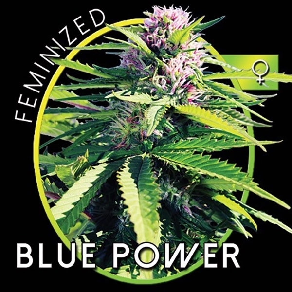 Blue Power (Vision Seeds) Feminiserede