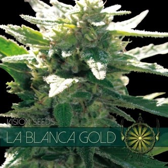 La Blanca Gold (Vision Seeds) feminiserede cannabisfr&oslash;