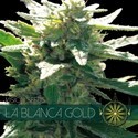 La Blanca Gold (Vision Seeds) Feminiserede