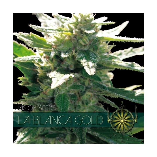 La Blanca Gold (Vision Seeds) Feminiserede