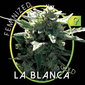 La Blanca Gold (Vision Seeds) Feminiserede