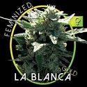 La Blanca Gold (Vision Seeds) Feminiserede