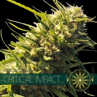 Critical Impact (Vision Seeds) Feminiserede
