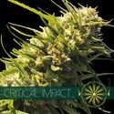 Critical Impact (Vision Seeds) Feminiserede
