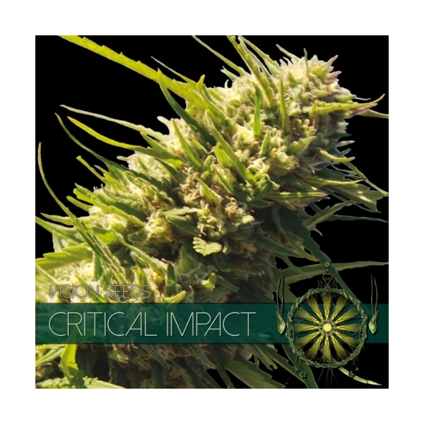 Critical Impact (Vision Seeds) Feminiserede
