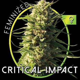 Critical Impact (Vision Seeds) Feminiserede