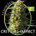Critical Impact (Vision Seeds) Feminiserede