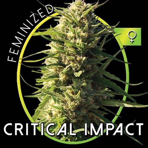 Critical Impact (Vision Seeds) Feminiserede