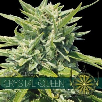 Crystal Queen (Vision Seeds) Feminiserede