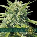Crystal Queen (Vision Seeds) Feminiserede