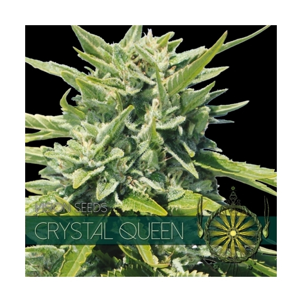 Crystal Queen (Vision Seeds) Feminiserede