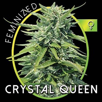 Crystal Queen (Vision Seeds) Feminiserede