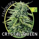 Crystal Queen (Vision Seeds) Feminiserede