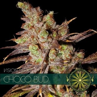 Choco Bud (Vision Seeds) Feminiserede