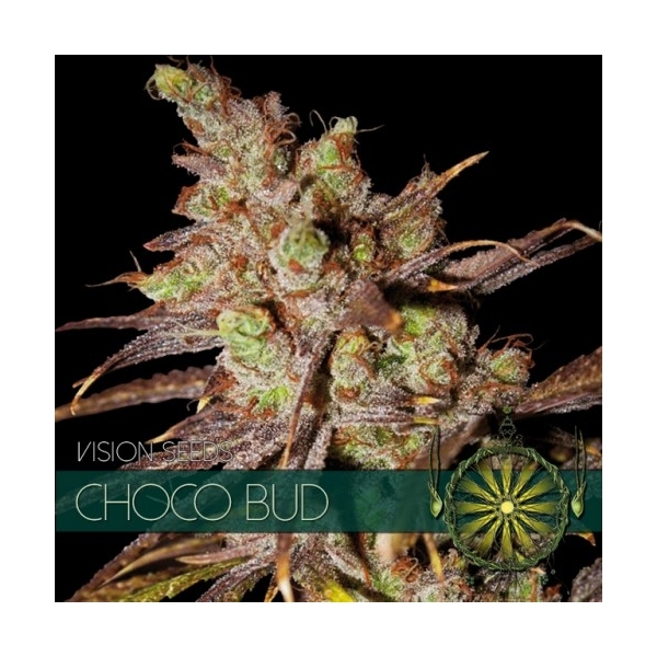Choco Bud (Vision Seeds) Feminiserede