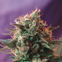 Jack 47 (Sweet Seeds) Feminiserede