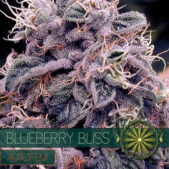 Blueberry Bliss Autoflowering (Vision Seeds) feminiserede cannabisfr&oslash;