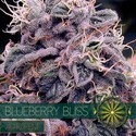 Blueberry Bliss Autoflowering (Vision Seeds) Feminiserede