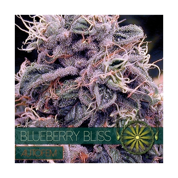 Blueberry Bliss Autoflowering (Vision Seeds) Feminiserede