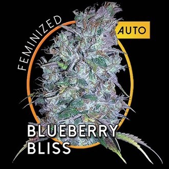 Blueberry Bliss Autoflowering (Vision Seeds) Feminiserede
