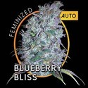 Blueberry Bliss Autoflowering (Vision Seeds) Feminiserede