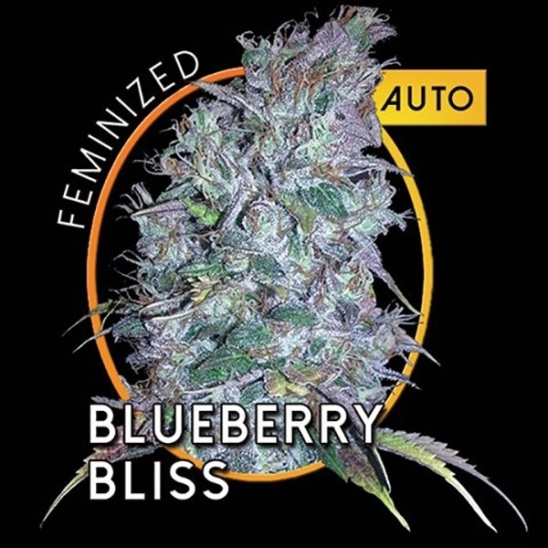 Blueberry Bliss Autoflowering (Vision Seeds) Feminiserede