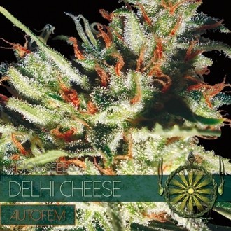 Delhi Cheese Autoflowering (Vision Seeds) Feminiserede